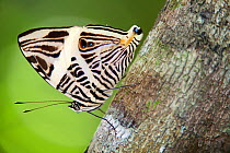 Zebra mosaic butterfly (Colobura dirce), El Mirador- Rio Azul National Park, Department of Peten, Guatemala, October.