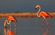 American Flamingo (Phoenicopterus ruber) feeding, Ria Lagartos Biosphere Reserve, Yucatan Peninsula, Mexico, August.
