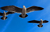 Heermann's Gulls (Larus heermanni) in flight. Ensenada, Baja California Peninsula, Mexico, December.