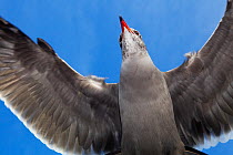 Heermann's Gull (Larus heermanni) in flight, Ensenada, Baja California Peninsula, Mexico, December.