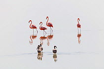 American Flamingo (Phoenicopterus ruber) juveniles following adults, Ria Lagartos Biosphere Reserve, Yucatan Peninsula, Mexico, August.