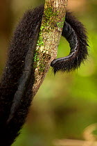 Yucatan Black Howler Monkey (Alouatta pigra) prehensile tail detail,  El Mirador-Rio Azul National Park, Department of Peten, Guatemala, October. Endangered species.