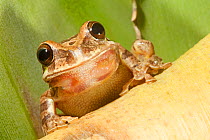 Common Mexican Treefrog (Smilisca baudinii), Calakmul Biosphere Reserve, Yucatan Peninsula, Mexico, October.