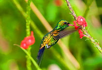 Canivet's /Fork-Tailed Emerald Hummingbird (Chlorostilbon canivettii), Calakmul Biosphere Reserve, Yucatan Peninsula, Mexico, October.