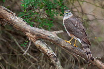 Sharp-Shinned Hawk (Accipiter striatus) perched Sabal Palm Audubon Sanctuary, Brownsville, Texas USA