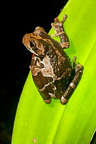 Common Milk Treefrog (Trachycephalus venulosus)  Calakmul Biosphere Reserve, Yucatan Peninsula, Mexico, October.
