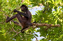 Central American Spider Monkey (Ateles geoffroyi) in tree, Punta Laguna, Otoch Ma'ax Yetel Kooh Reserve, Yucatan Peninsula, Mexico, October. Endangered species.