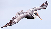Brown Pelican (Pelecanus occidentalis) Sian Ka'an Biosphere Reserve, Yucatan Peninsula, Mexico, August.