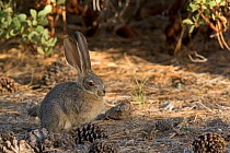 Brush Rabbit (Sylvilagus bachmani), San Pedro Martir National Park, Baja California Peninsula, Mexico, May.