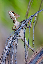 Brown Basilisk (Basiliscus vittatus), Xcacel, Yucatan Peninsula, Mexico, August.