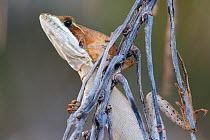 Brown Basilisk (Basiliscus vittatus), Xcacel, Yucatan Peninsula, Mexico, August.