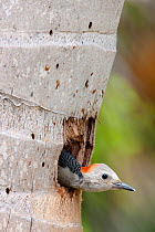 Golden-Fronted Woodpecker (Centurus aurifrons) chick awaiting parents at nest, Xcacel, Yucatan Peninsula, Mexico, August.