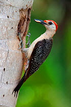 Golden-Fronted Woodpecker (Melanerpes / Centurus aurifrons) adult bringing food to nest, Xcacel, Yucatan Peninsula, Mexico, August.