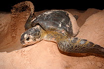 Green turtle (Chelonia mydas) covering nest, Sian Ka'an Biosphere Reserve, Yucatan Peninsula, Mexico, August. Endangered species