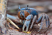 Blue Land Crab (Cardisoma guanhumi), Sian Ka'an Biosphere Reserve, Yucatan Peninsula, Mexico, August.