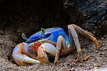 Blue Land Crab (Cardisoma guanhumi), Sian Ka'an Biosphere Reserve, Yucatan Peninsula, Mexico, August.