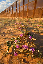 Sand verbena (Abronia villosa) growing at the base of the border wall established to divide USA from Mexico, near Sonoyta, Sonora, northwestern Mexico.