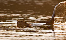 American Beaver (Castor canadensis) splashing water with tail, Los Fresnos Ranch, Sonora, northwestern Mexico, February.