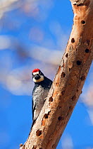 Acorn woodpecker (Melanerpes formicivorus) at acorn-storing site, Los Ojos Ranch, Sonora, northwestern Mexico, February.