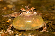 Baja California Chorus Frog (Pseudacris hypochondriaca / regilla) vocal sac inflated calling mate while being stung by mosquito, San Pedro Martir National Park, Baja California Peninsula, Mexico, May.