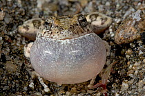 California Treefrog (Pseudacris / Hyla cadaverina) vocal sac inflated calling mate, San Pedro Martir National Park, Baja California Peninsula, Mexico, May.