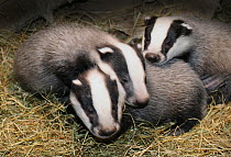 Badger (Meles meles) cubs at seven weeks, Captive.
