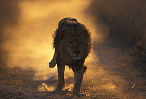 Lion (Panthera Leo) male running, South Africa taken on location for 'Pride' tv series.