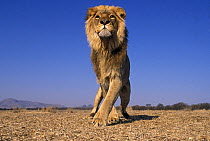 Lion  (Panthera Leo) male, low angle shot, South Africa. Taken on location for 'Pride' tv series.