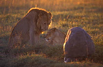 Lion and lioness (Panthera Leo) filmed by 'Bouldercam' remote camera. Masai Mara, Kenya, Africa. Taken on location for 'Pride' tv series.
