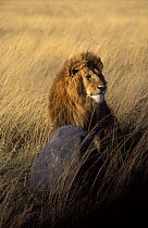 Lion (Panthera Leo) sitting in front of 'Bouldercam' remote camera, Masai Mara, Kenya, Africa. Taken on location for 'Pride' tv series.