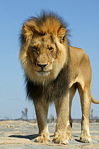 Lion (Panthera Leo) male low angle shot, Masai Mara, Kenya, Africa. Taken on location for 'Pride' tv series.