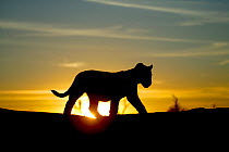 Lion cub (Panthera leo) silhouetted at sunrise,  taken on location for 'Pride' tv series. September 2003