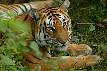 Bengal Tiger (Panthera tigris tigris) Pench National Park, Madhya Pradesh, India, taken on location for 'Tiger - Spy in the Jungle' December 2006