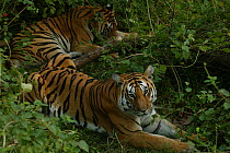 Bengal Tiger (Panthera tigris tigris) family restng, Pench National Park, Madhya Pradesh, India, taken on location for 'Tiger - Spy in the Jungle' December 2006