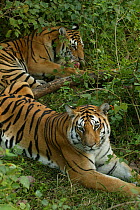 Bengal Tiger (Panthera tigris tigris) family resting, resting, Pench National Park, Madhya Pradesh, India, taken on location for 'Tiger - Spy in the Jungle' December 2006