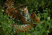Bengal Tiger (Panthera tigris tigris) family resting, Pench National Park, Madhya Pradesh, India, taken on location for 'Tiger - Spy in the Jungle' December 2006