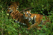 Bengal Tiger (Panthera tigris tigris) mature cubs nuzzling, Pench National Park, Madhya Pradesh, India, taken on location for 'Tiger - Spy in the Jungle' December 2006