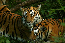 Bengal Tiger (Panthera tigris tigris) family resting,  Pench National Park, Madhya Pradesh, India, taken on location for 'Tiger - Spy in the Jungle' December 2006