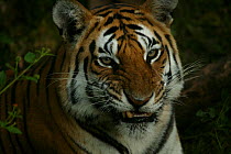 Bengal Tiger (Panthera tigris tigris) snarling, Pench National Park, Madhya Pradesh, India, taken on location for 'Tiger - Spy in the Jungle' December 2006