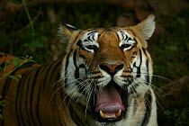 Bengal Tiger (Panthera tigris tigris) yawning,  Pench National Park, Madhya Pradesh, India, taken on location for 'Tiger - Spy in the Jungle' December 2006