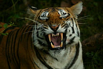 Bengal Tiger (Panthera tigris tigris) yawning, Pench National Park, Madhya Pradesh, India, taken on location for 'Tiger - Spy in the Jungle' December 2006