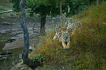Bengal Tiger (Panthera tigris tigris) family resting, Pench National Park, Madhya Pradesh, India, taken on location for 'Tiger - Spy in the Jungle' December 2006