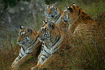 Bengal Tiger (Panthera tigris tigris) family, Pench National Park, Madhya Pradesh, India, taken on location for 'Tiger - Spy in the Jungle' December 2006