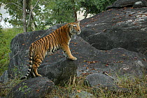 Bengal Tiger (Panthera tigris tigris) juvenile male tiger, Pench National Park, Madhya Pradesh, India, taken on location for 'Tiger - Spy in the Jungle' December 2006