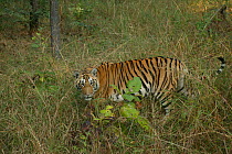 Bengal Tiger (Panthera tigris tigris) juvenile male, Pench National Park, Madhya Pradesh, India, taken on location for 'Tiger - Spy in the Jungle' December 2006