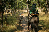 Domesticated Asian Elephant (Elephas maximus) with people filming and equipment on its back, approaching family of Bengal Tiger (Panthera tigris tigris) Pench National Park, Madhya Pradesh, India, tak...