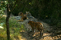 Bengal Tiger (Panthera tigris tigris) family resting in the shade, Pench National Park, Madhya Pradesh, India, taken on location for 'Tiger - Spy in the Jungle' December 2006