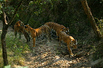 Bengal Tiger (Panthera tigris tigris) family,  Pench National Park, Madhya Pradesh, India, taken on location for 'Tiger - Spy in the Jungle' December 2006