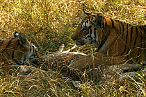 Bengal Tiger (Panthera tigris tigris) young males with Chital prey (Axis axis) Pench National Park, Madhya Pradesh, India, taken on location for 'Tiger - Spy in the Jungle' December 2006