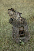 'Tusk cam' camera that is mounted onto domesticated elephant tusk to film Bengal tigers, Pench National Park, Madhya Pradesh, India, taken on location for 'Tiger - Spy in the Jungle' December 2006